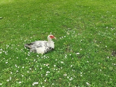 Cairina moschata domestica