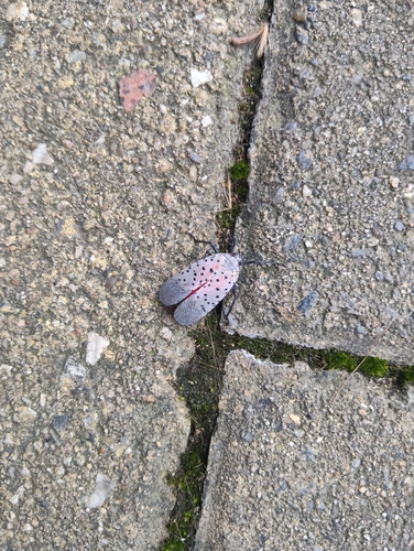 Spotted Lanternfly