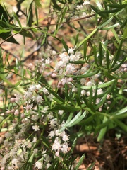 Asparagus aethiopicus
