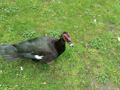 Cairina moschata domestica