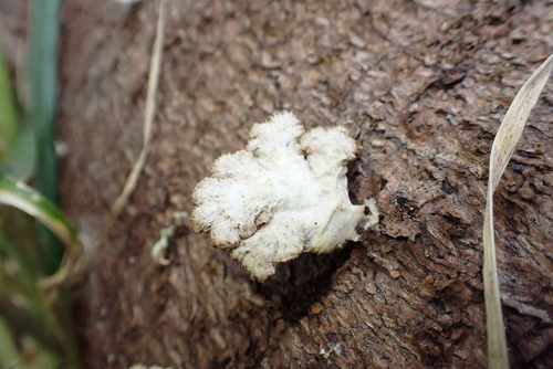 splitgill mushroom