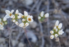 Leptosiphon lemmonii
