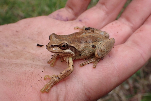 Southern Brown Tree Frog