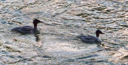Common Merganser
