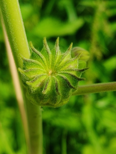 velvetleaf