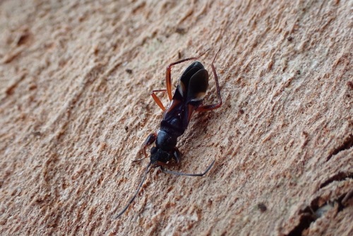 Daerlac cephalotes