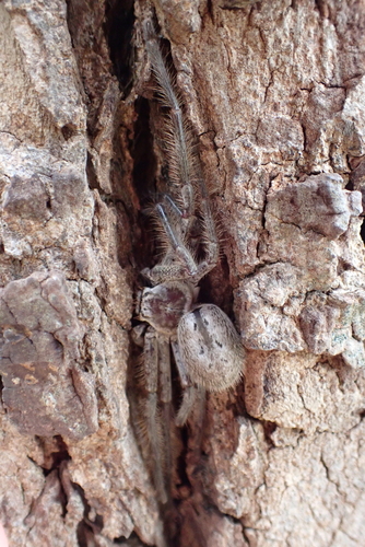 Mountain Huntsman