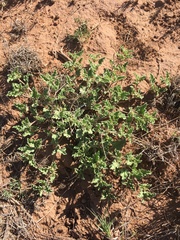 Acleisanthes diffusa