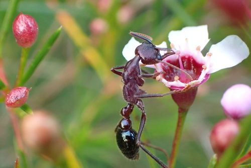 Inchman Ant