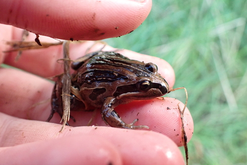 Striped Marsh Frog
