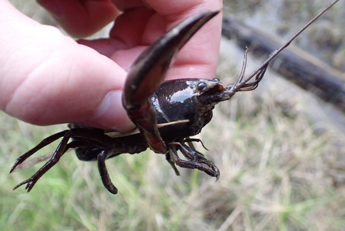 Common Yabby