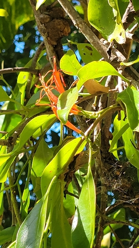 Dendrophthoe curvata observed 2026-08-28