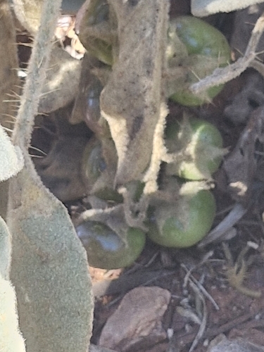 Solanum quadriloculatum observed 2026-08-28