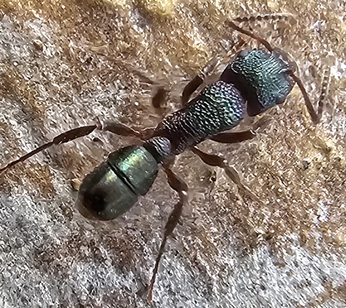 Green-head Ant