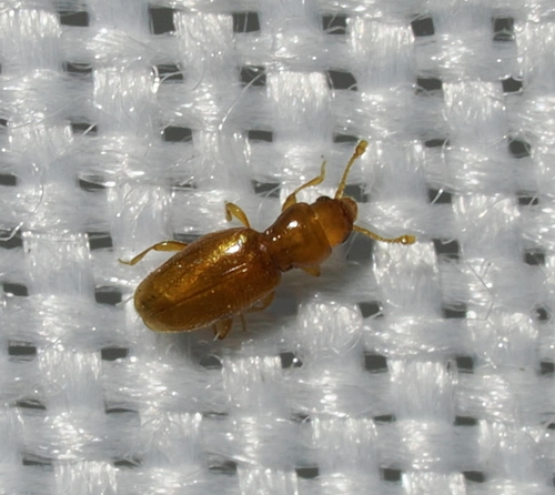 Holoparamecus