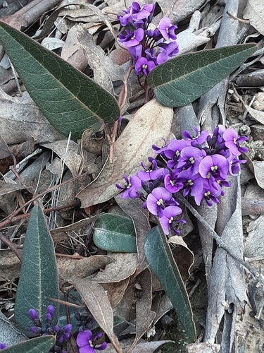 False Sarsaparilla
