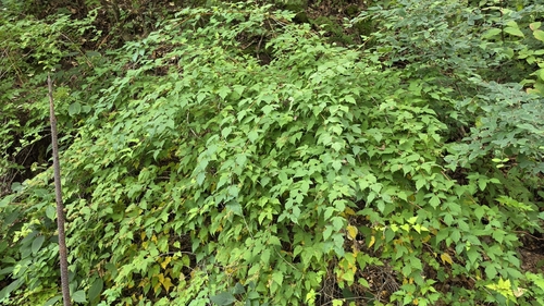 Neillia incisa observed 2026-08-26