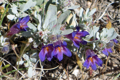 Penstemon thompsoniae