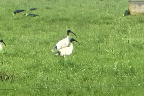 Australian Ibis