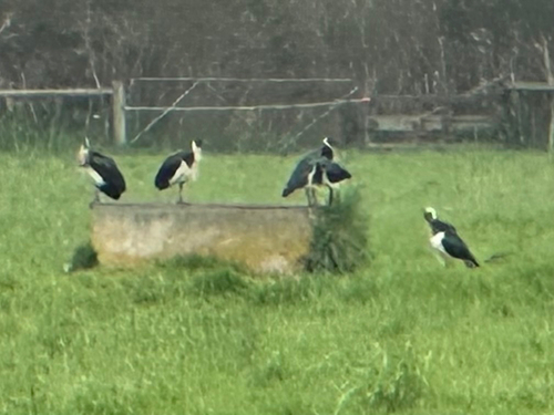 Straw-necked Ibis