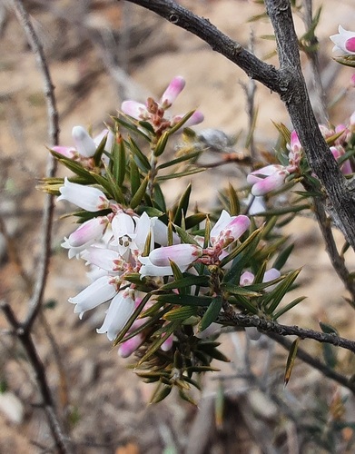 peach heath