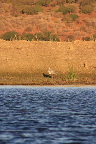 iNaturalist image