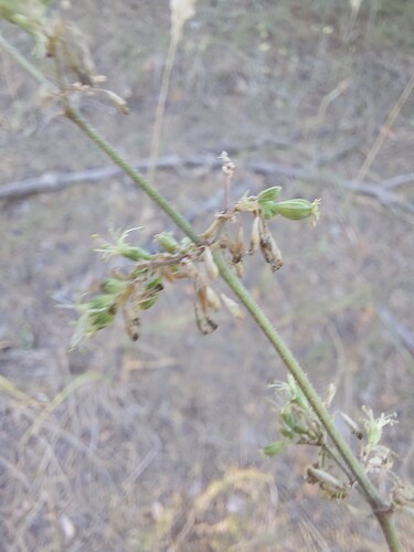 Silene borysthenica, 2026-08-24
