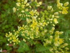 Biscutella auriculata
