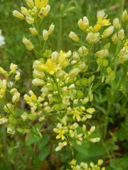 Biscutella auriculata