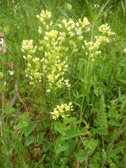 Biscutella auriculata