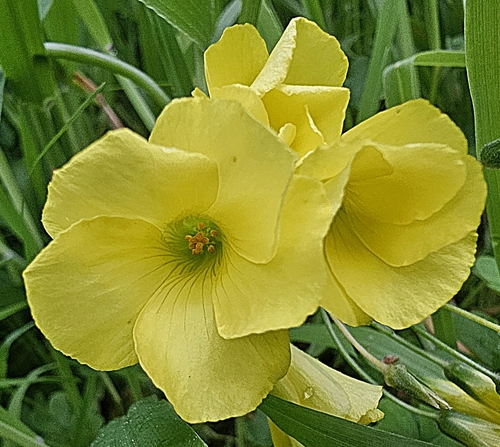 Bermuda buttercup