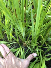 Rhynchospora filiformis