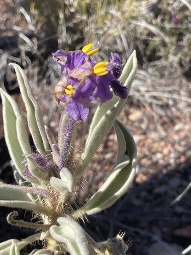 Solanum quadriloculatum observed 2026-08-28