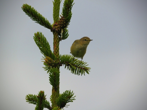 Common Chiffchaff