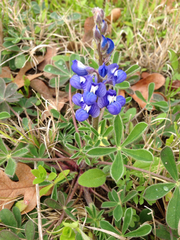 Lupinus subcarnosus