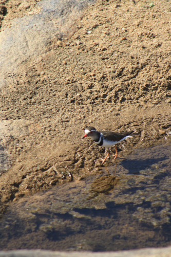 iNaturalist image