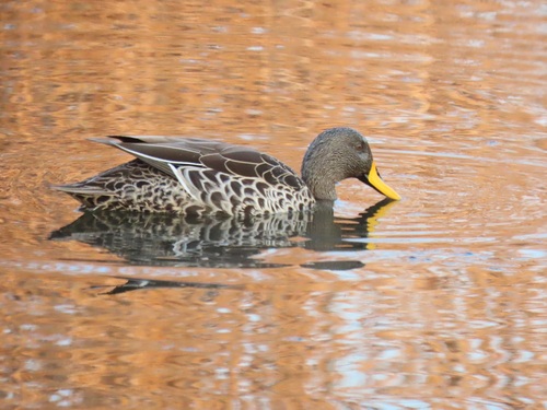 iNaturalist image