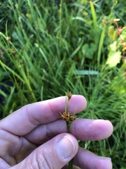 Rhynchospora filiformis