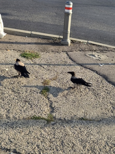 Hooded Crow