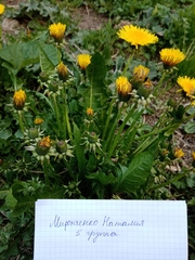 Taraxacum officinale