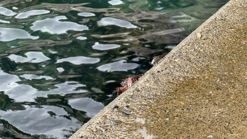 Striped Shore Crab