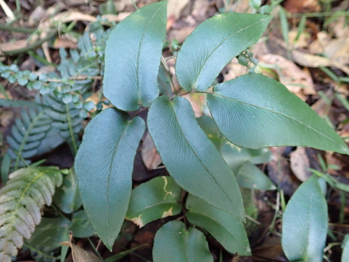Pellaea paradoxa observed 2026-08-28