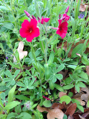 Phlox drummondii drummondii