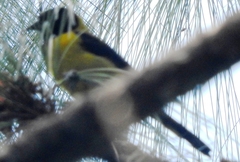 Icterus graduacauda dickeyae