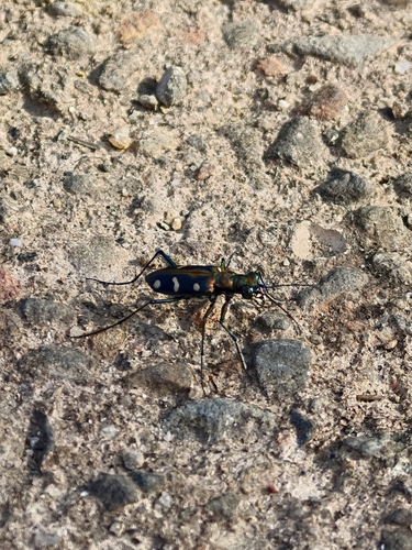 Golden-spotted Tiger Beetle