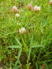 Trifolium strictum