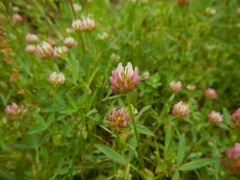 Trifolium strictum