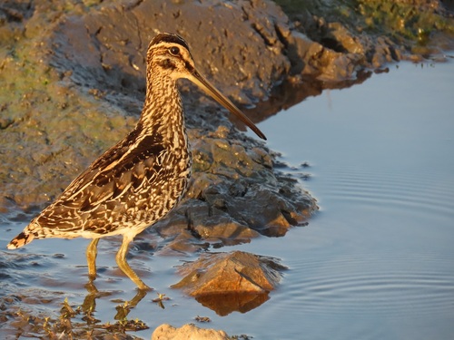 iNaturalist image
