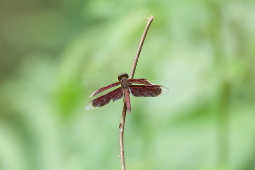 Common Parasol photo 6