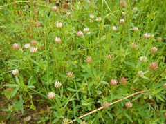 Trifolium strictum